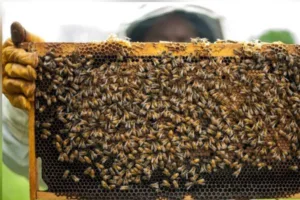kuwait-buys-201-tons-of-honey-from-kyrgyzstan-in-two-months-93d4605
