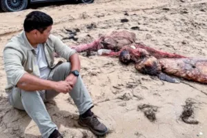 over-100-dead-seals-found-on-caspian-coast-in-kazakhstan-a4dc84e