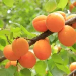 Урожай абрикосов в Кыргызстане: продукция идет на экспорт в РФ и Казахстан